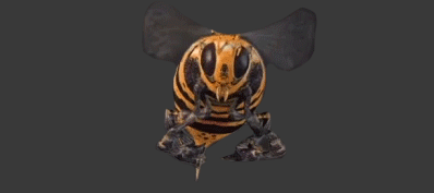 animation_juverim_bee